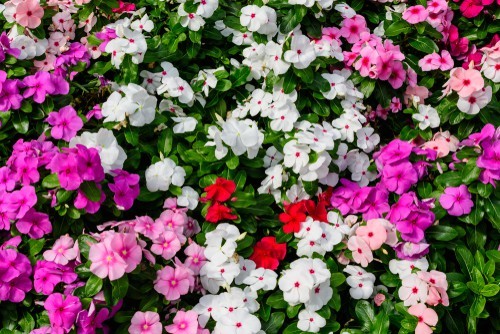 Impatiens