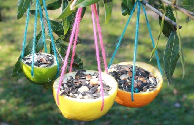 Citrus Peel Feeders