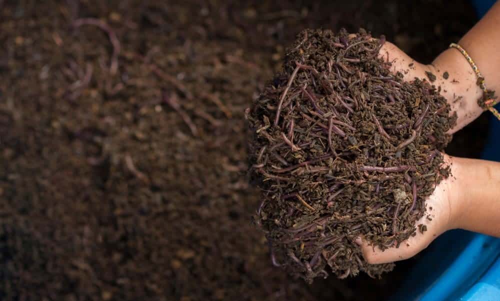 Vermicompost Tea