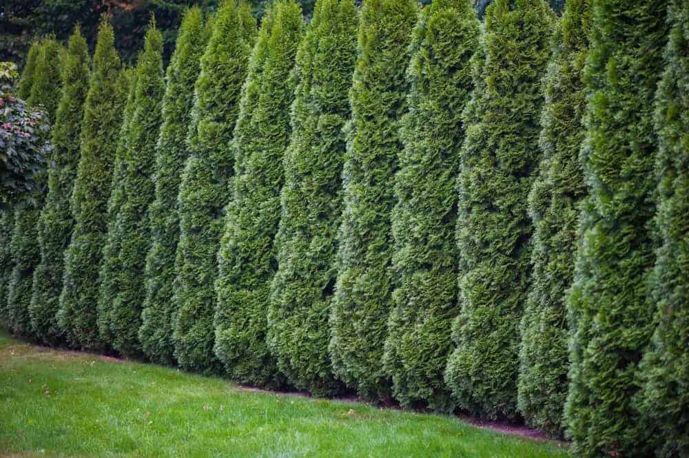 Arborvitae