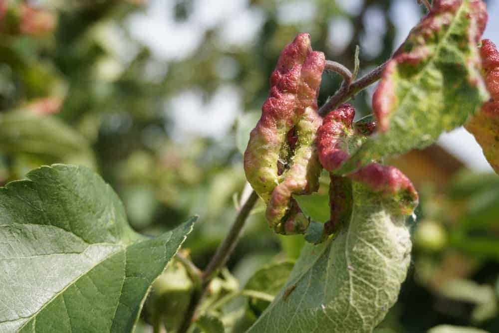 Curled Leaves and Stunted Fruit