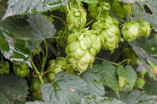 The Best Hops Varieties