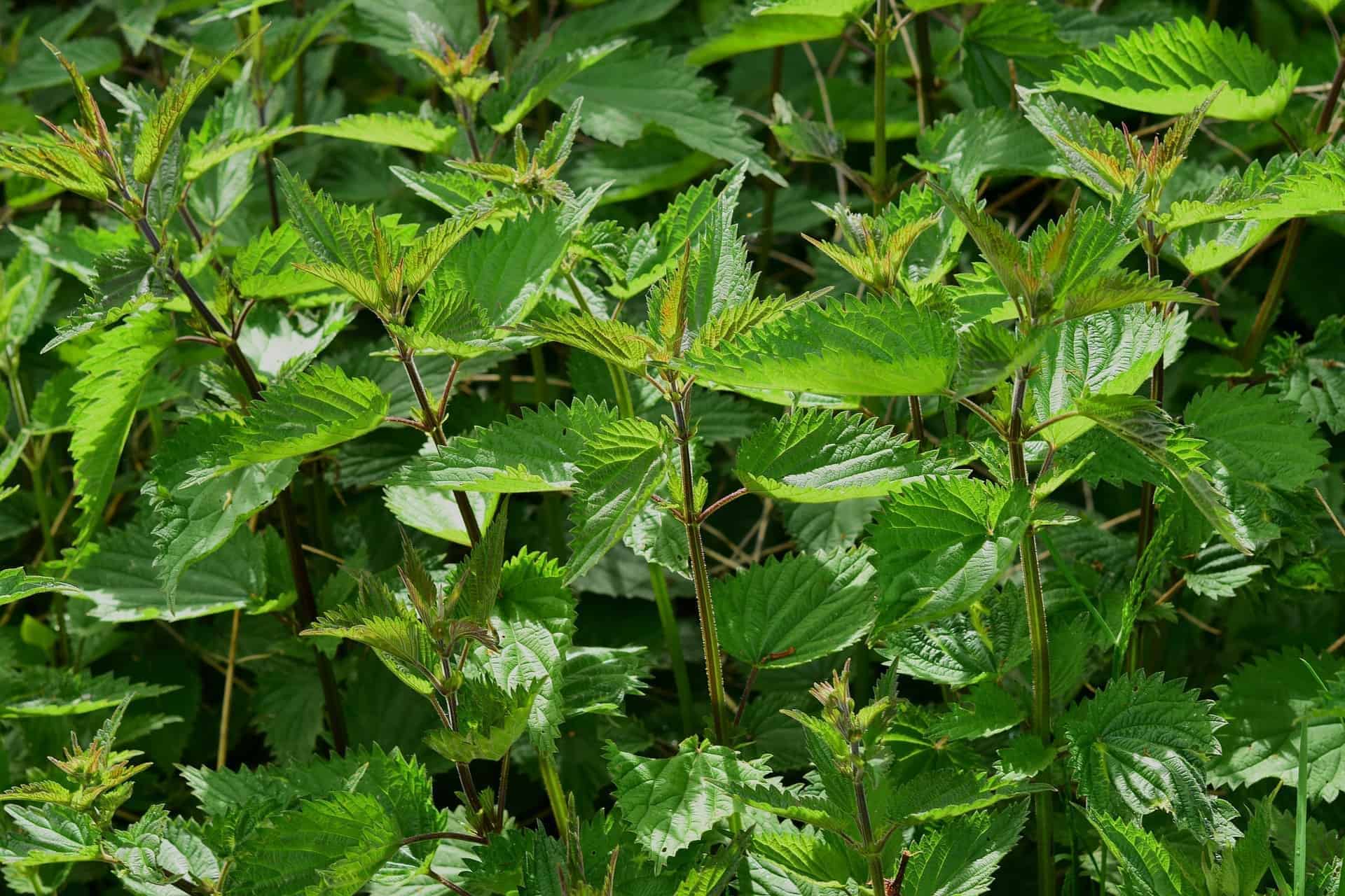 Be Cautious in Disposing of Dangerous Plants