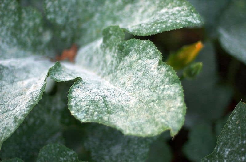 Powdery Mildew