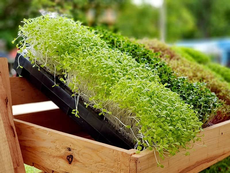 Grow Microgreens