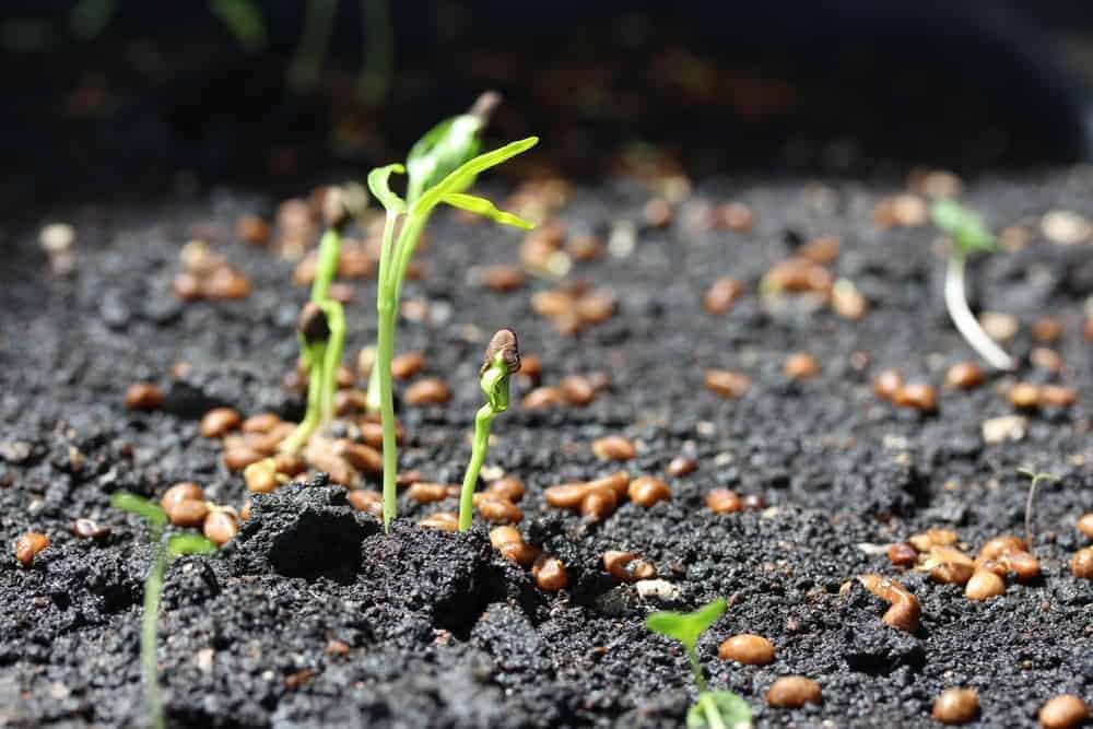 Weak or Dying Seedlings