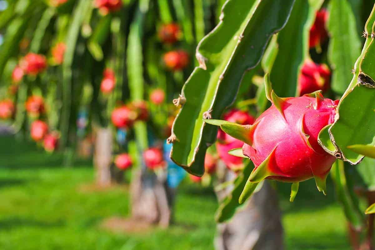 Dragon Fruit