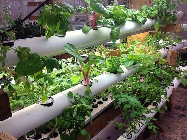 Hydroponic Gardening