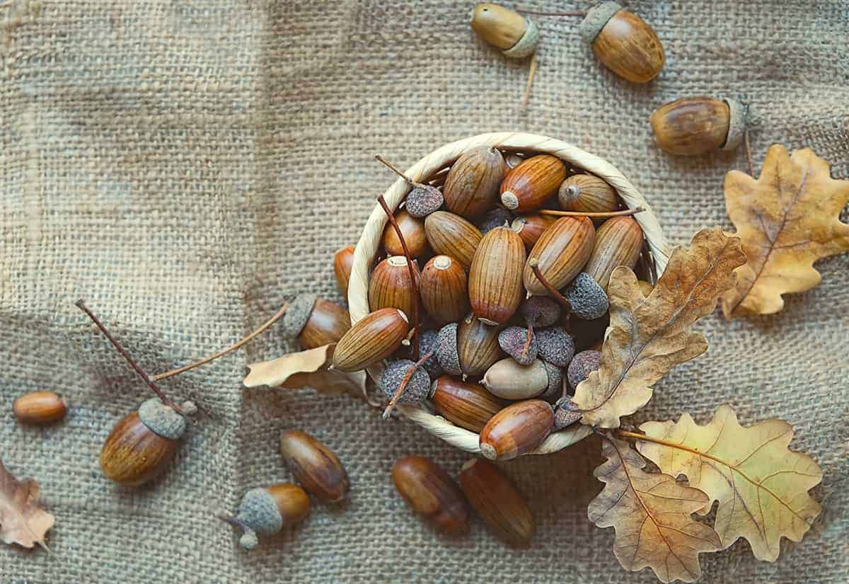 Acorns (nuts from Quercus spp.)