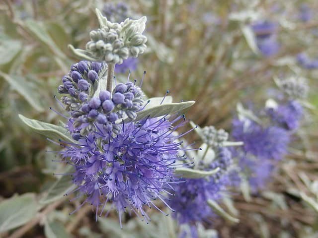 Bluebeard (Caryopteris x clandonensis)