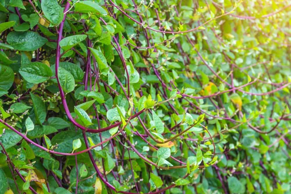 Malabar Spinach