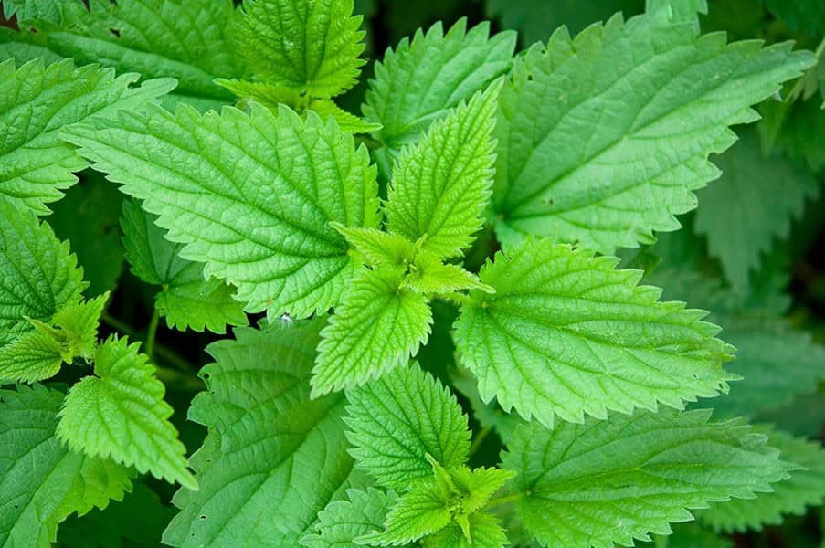 Nettle (Urtica spp.)