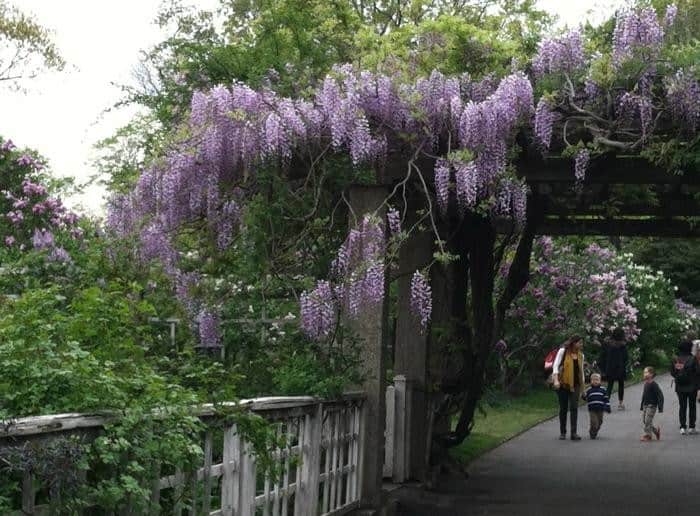 Heavyweight Wisteria