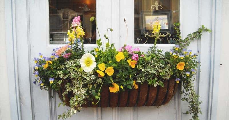 Window Boxes