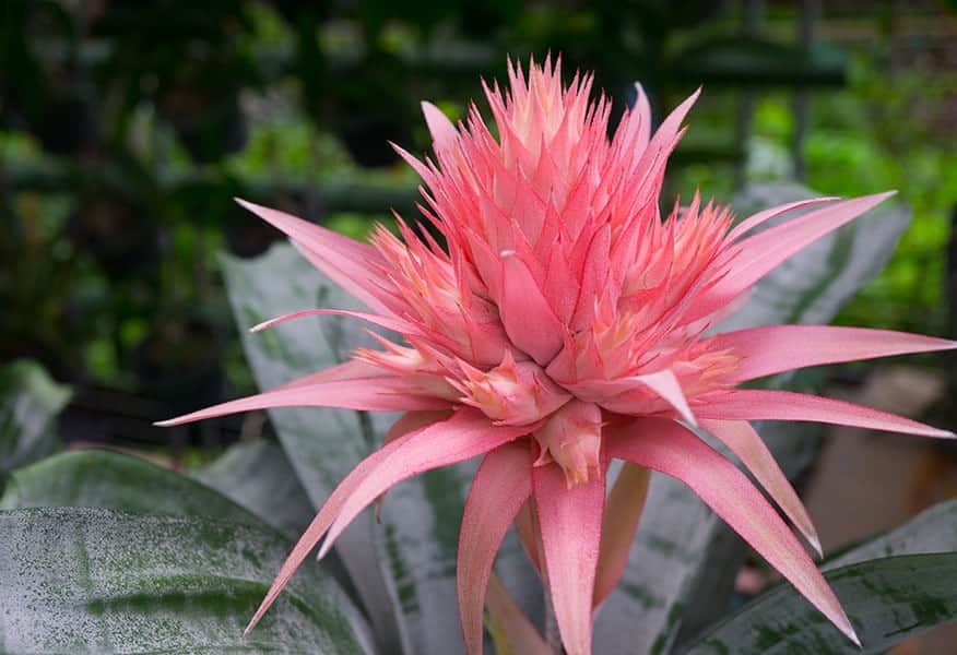 Bromeliad