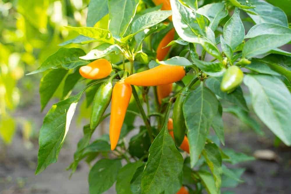 Bulgarian Carrot