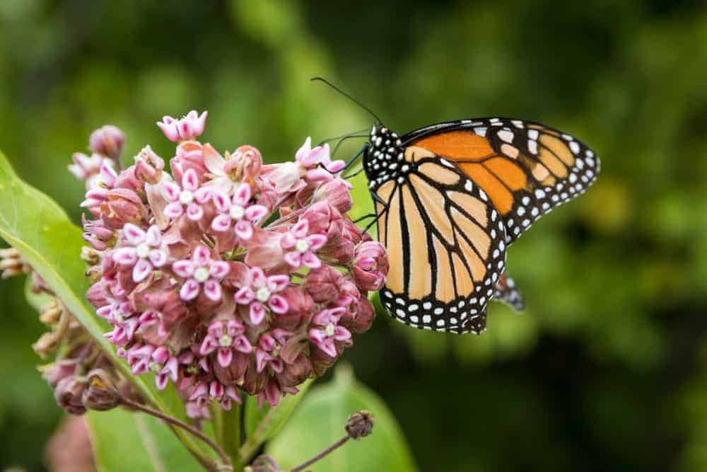 Milkweed