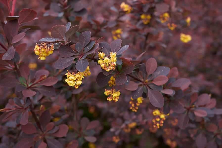 Barberry