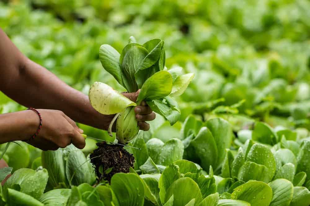 Bok Choy