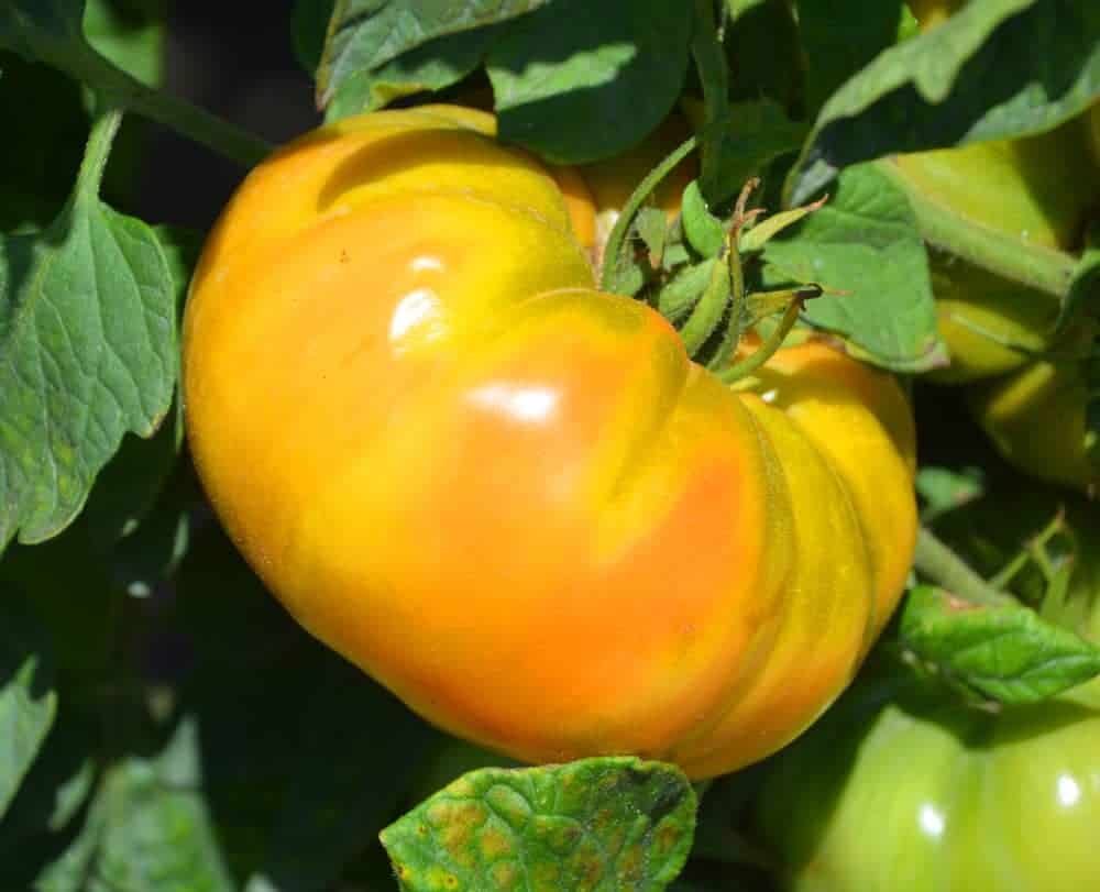 ‘Margold’ – Tomato Leaf Mold