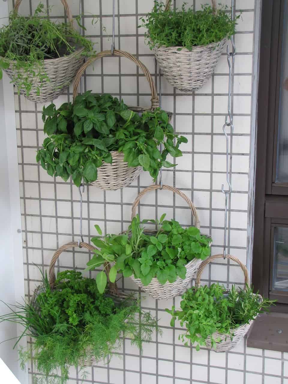 What Can be Grown in a Vertical Garden?