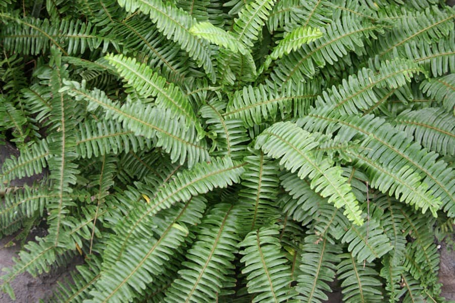 Kimberley Queen Fern