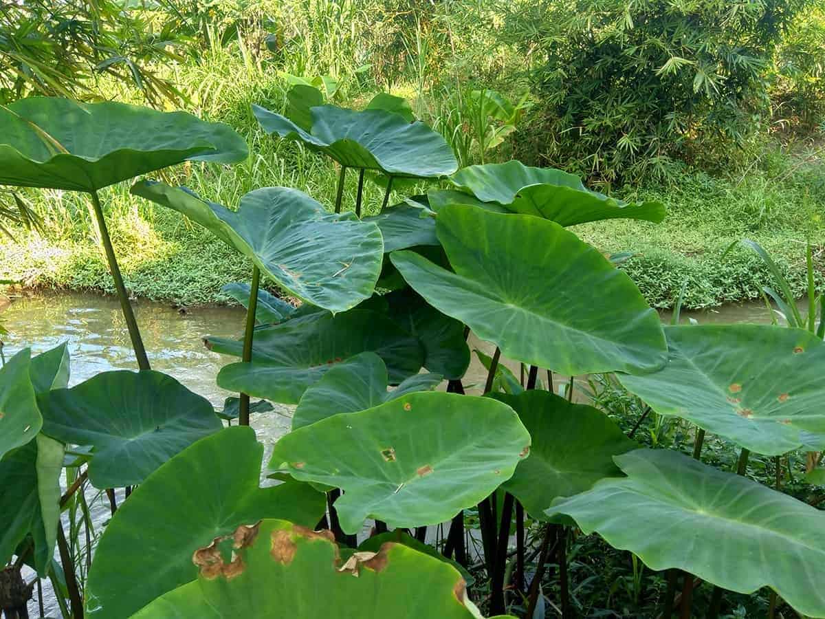 Taro Root (Colocasia esculenta)