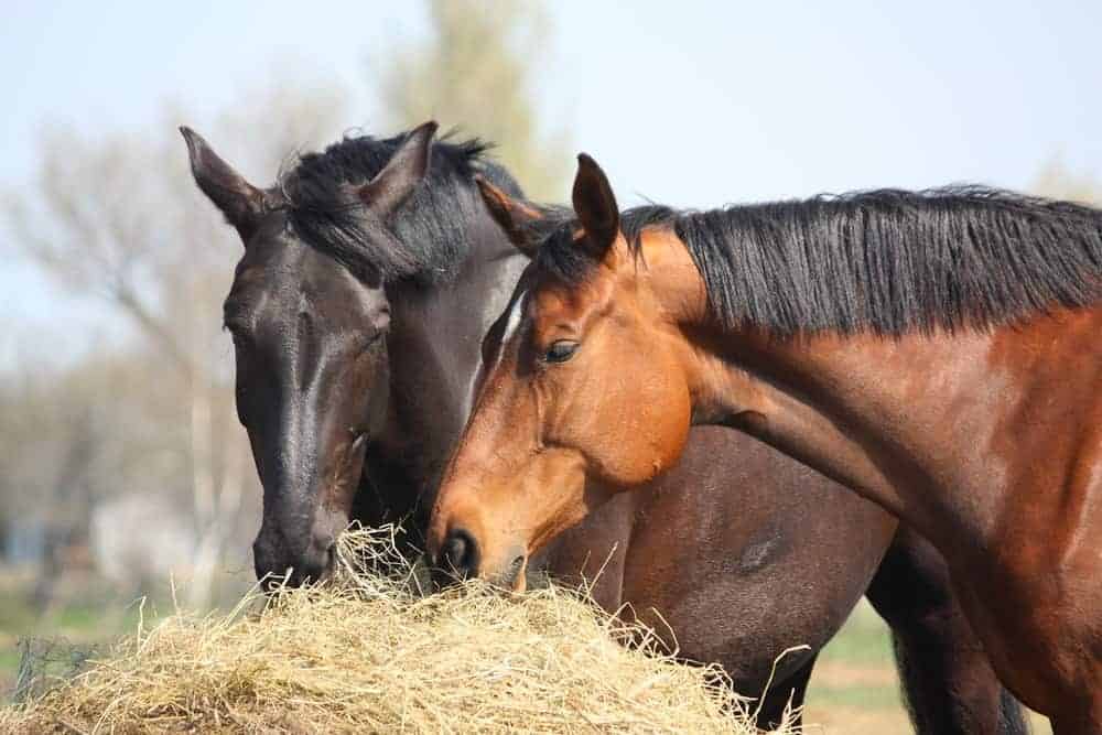 Equine Gastric Ulcer Syndrome