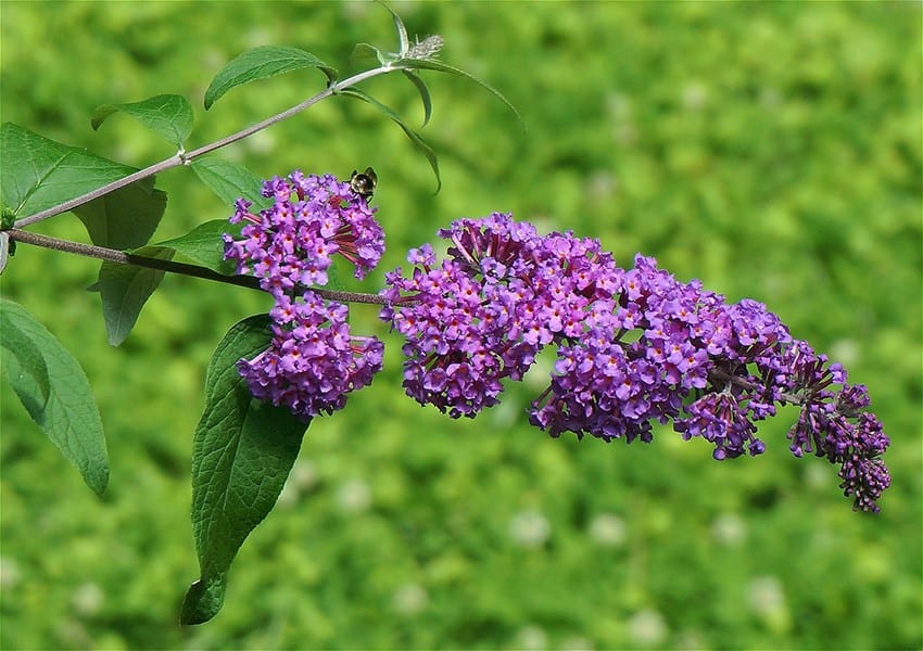 Butterfly Bush (Buddleja)