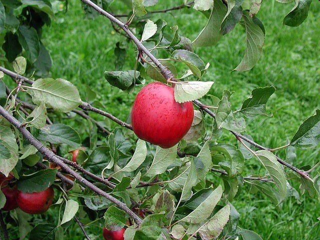 Plant Your Orchard and Perennials Right Away