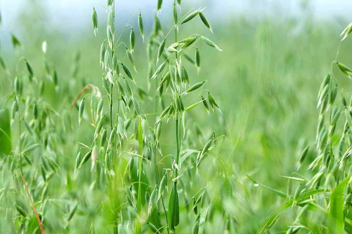 Milky Oats (Avena sativa)