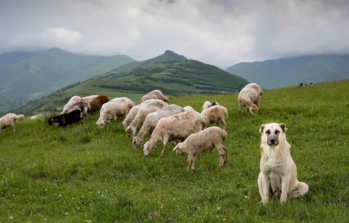 Livestock Fibers