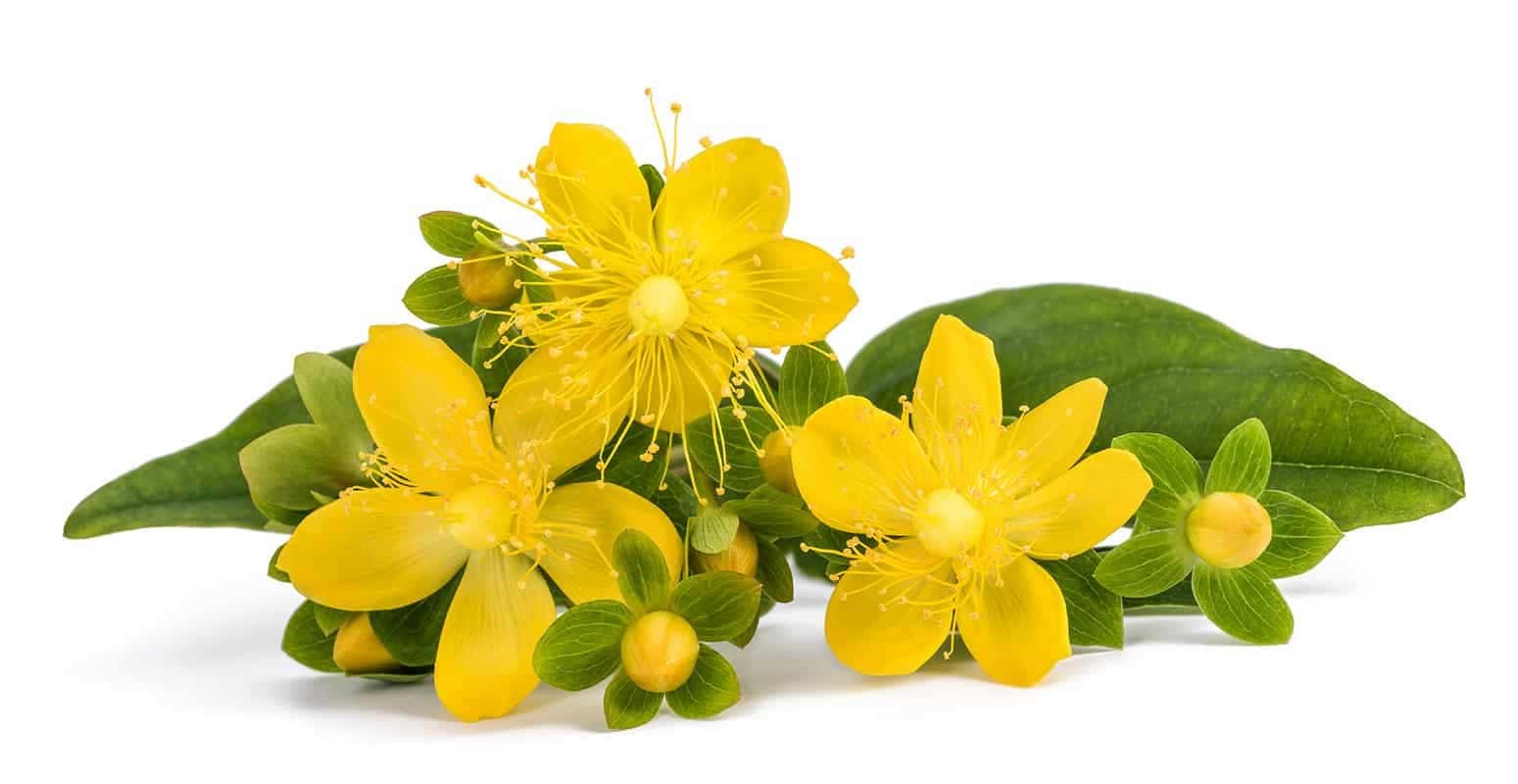 St. John’s Wort