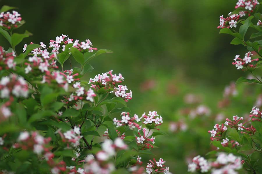 Abelia (Abelia)