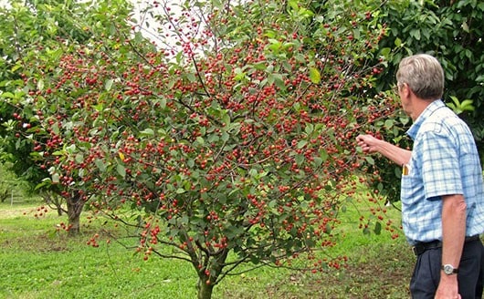 Fruit Trees