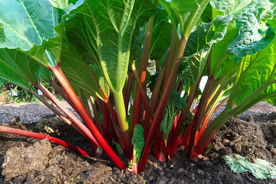 Caring for Rhubarb