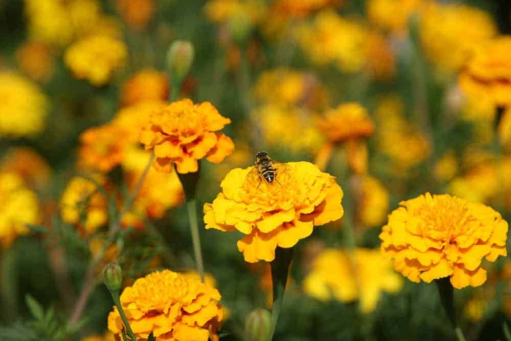 Marigolds