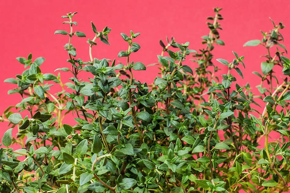 Problem and Solutions for Growing Thyme