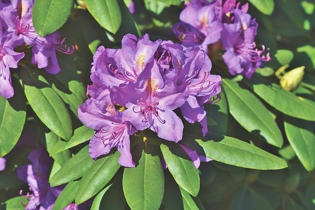 Rhododendron (Rhododendron)