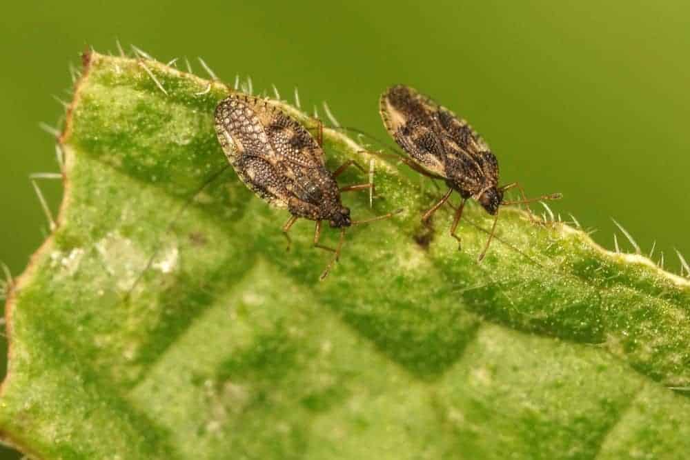 Recognizing Lace Bug Damage