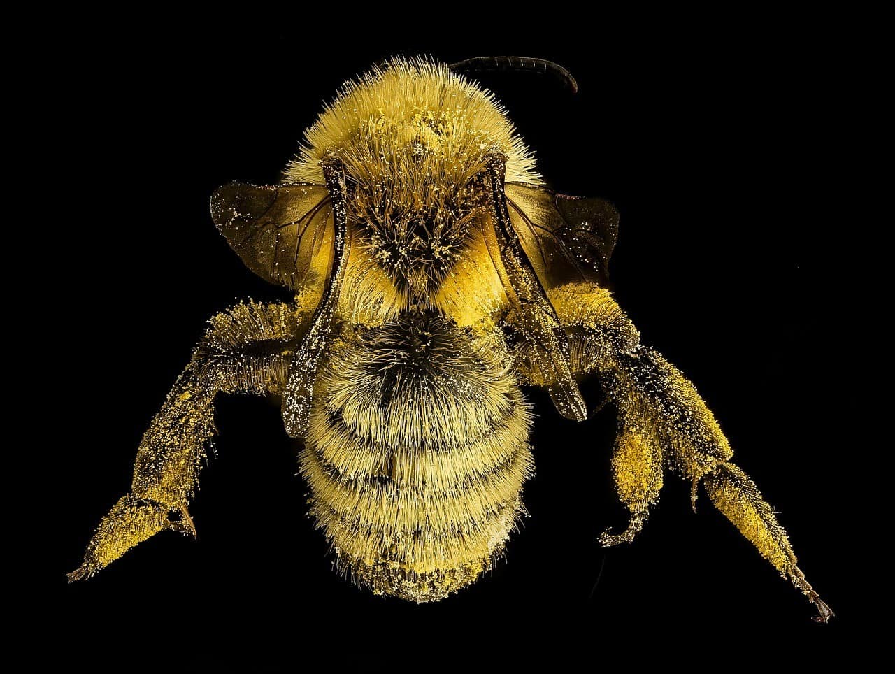 Mining Bees