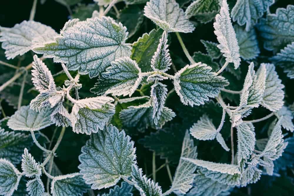 Stinging Nettles (Urtica spp.)