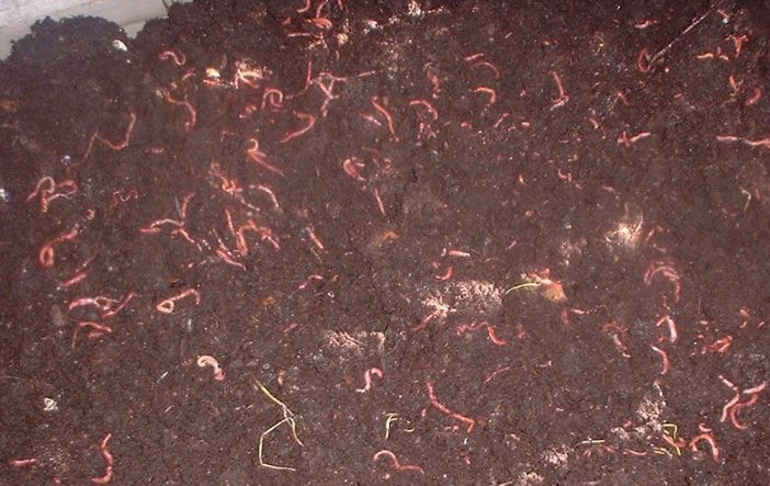 Step Three: What Type of Worms are Best for Vermiculture?