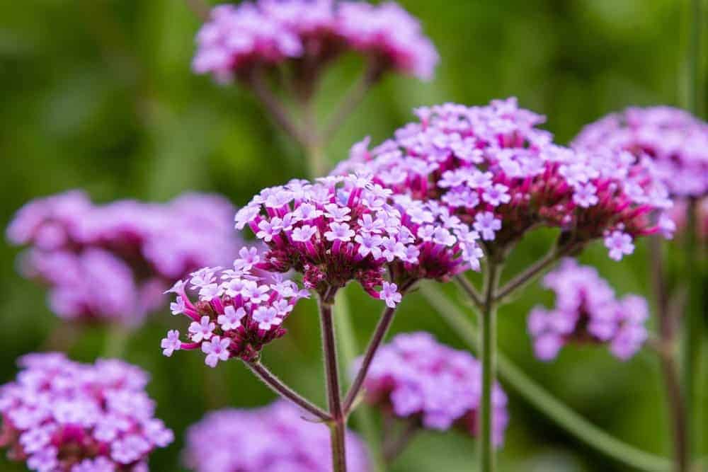 Tall Verbena