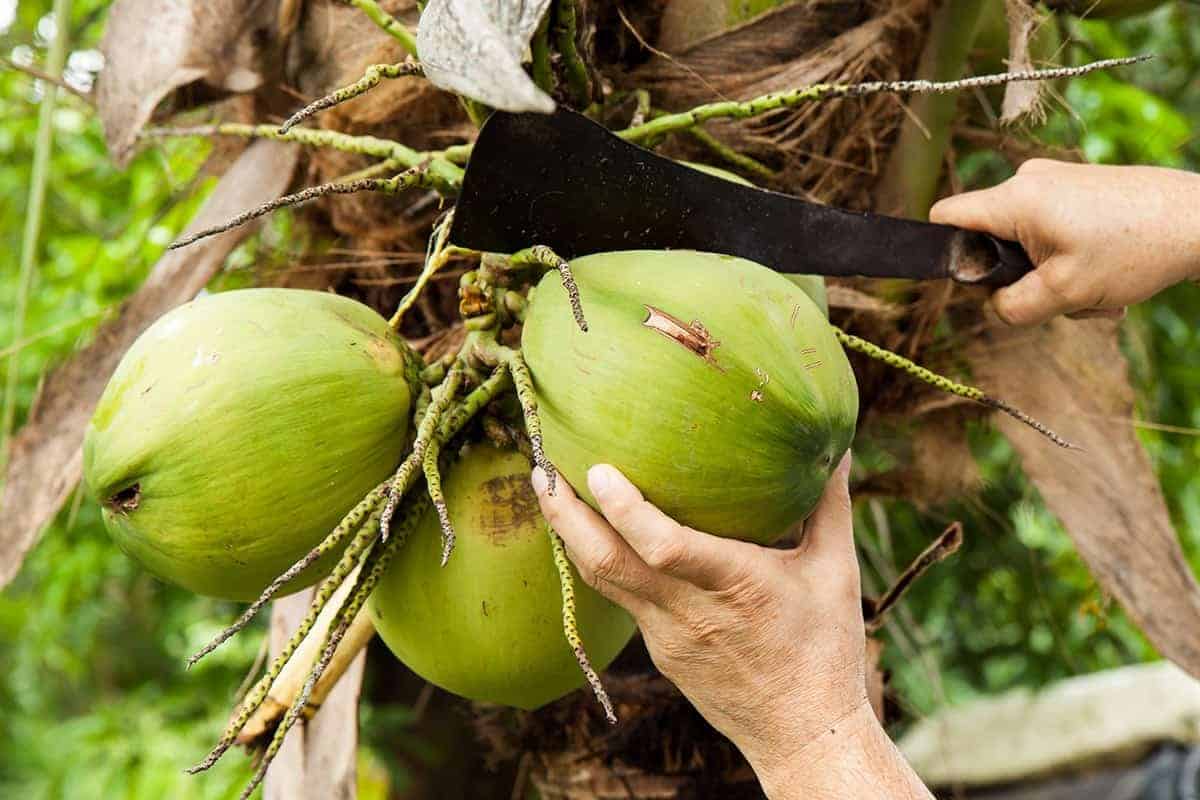 Coconut Water