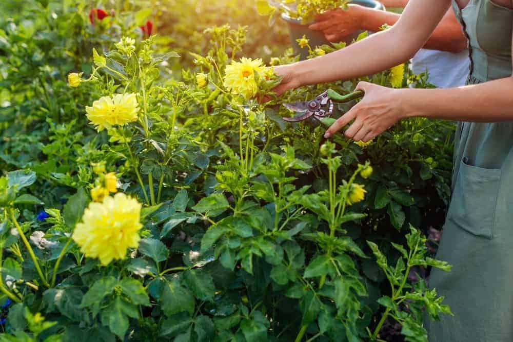 Cut Flowers