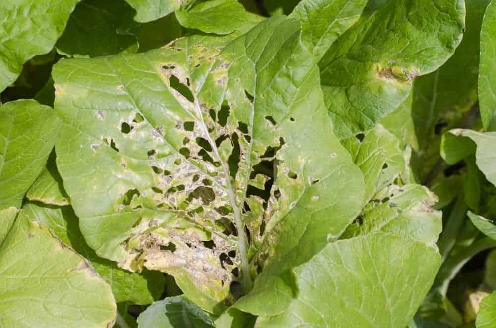 Holes In the Leaves