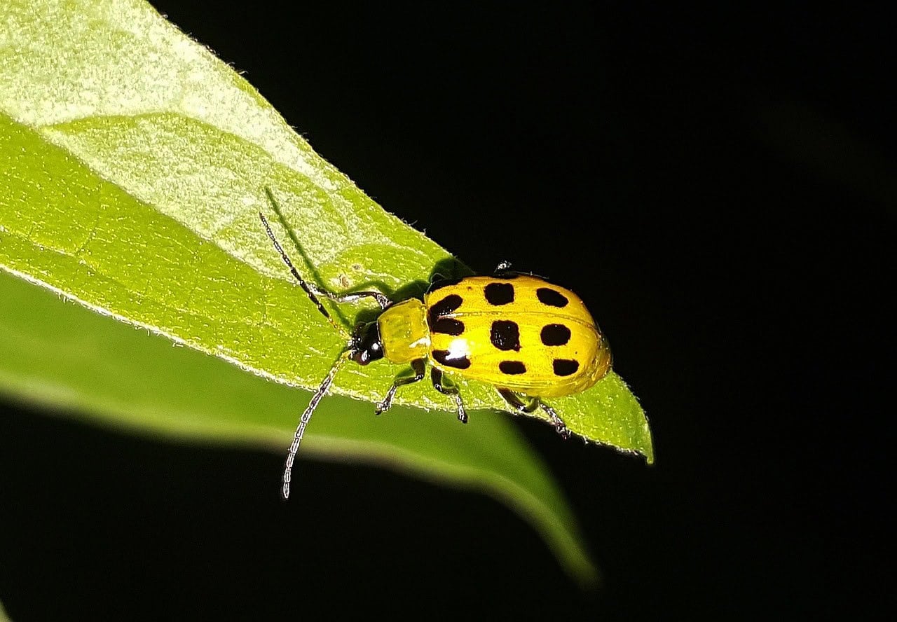 Cucumber Beetles