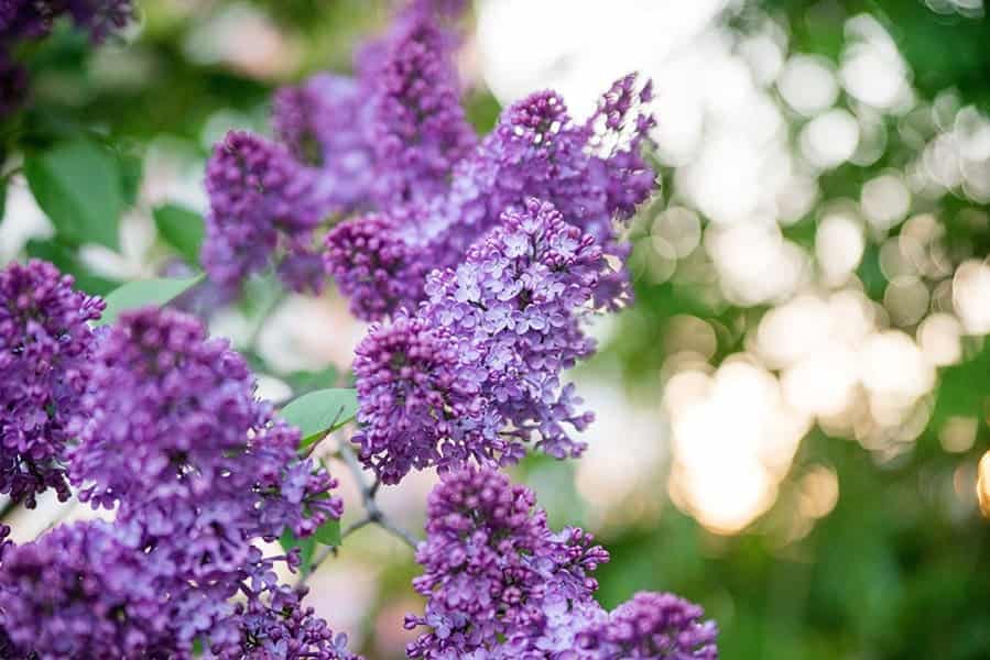 Common Lilac