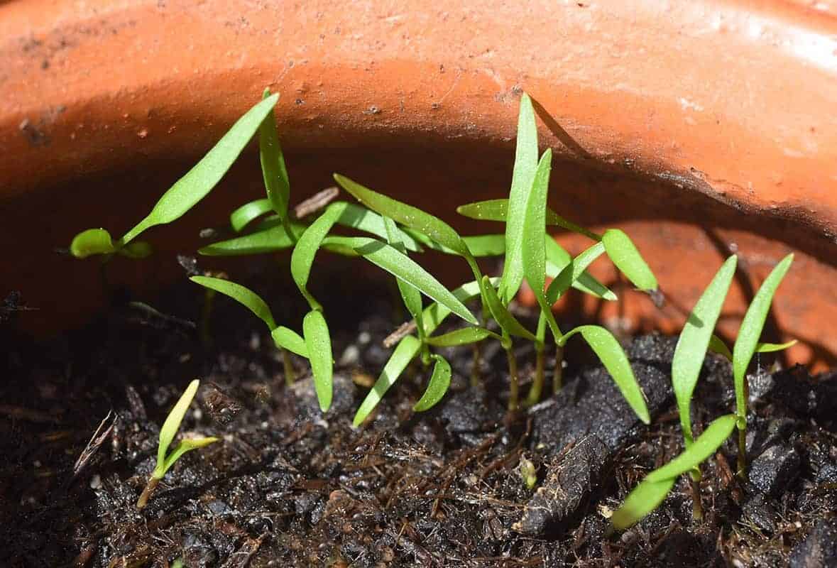 Not Thinning Your Seedlings